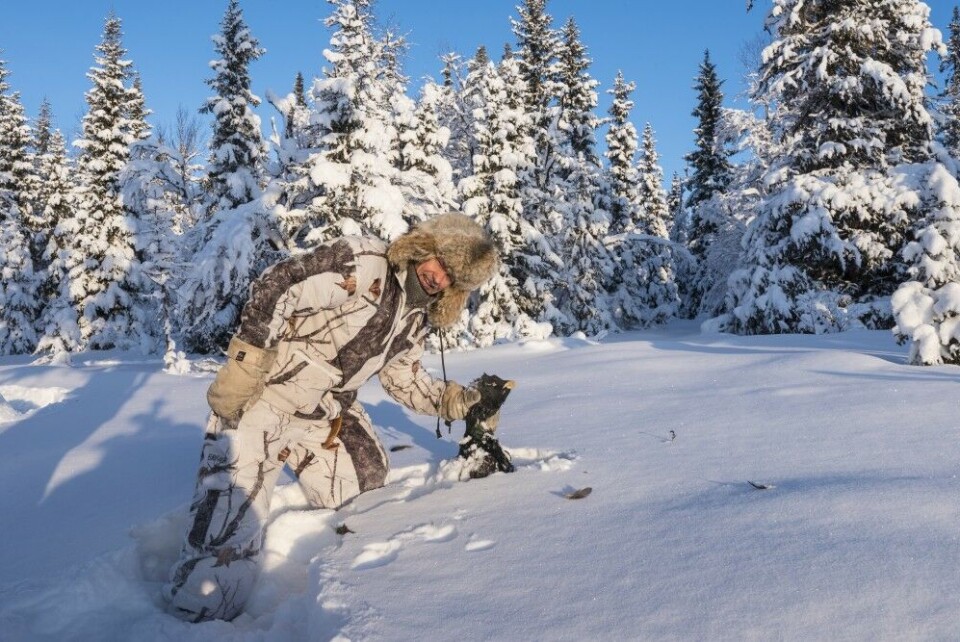 Tiuren fikk knapt brettet ut vingene før den stuper ned i snøen noen få meter fra beitefurua. Tiuren fikk knapt brettet ut vingene før den stuper ned i snøen noen få meter fra beitefurua.