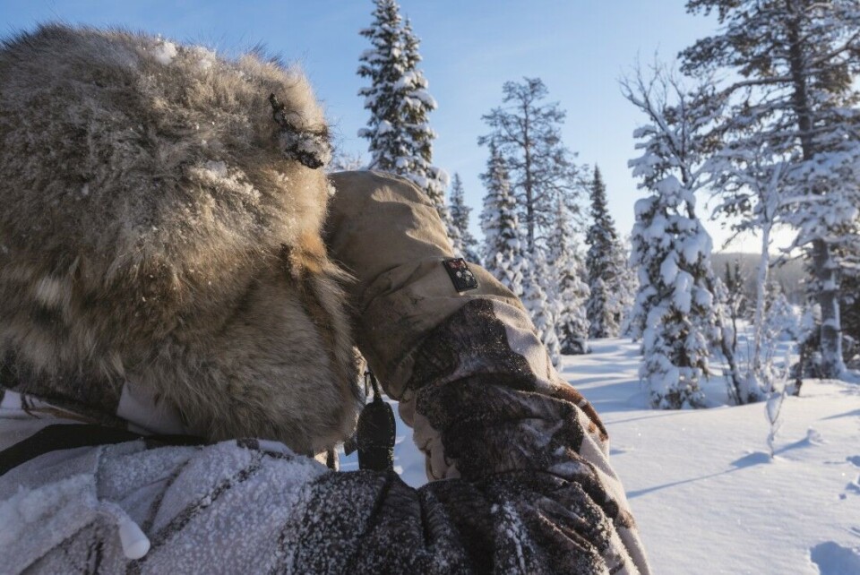 Slik feller du fugl på topp i kulda