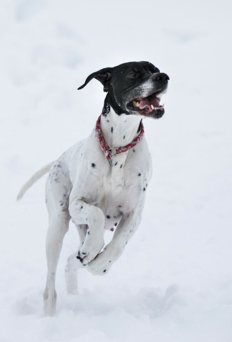 Jakter du med hund? Noe av nøkkelen for å lykkes i skogen, er å tenke langsiktig i samarbeidet med hunden. Jakter du med hund? Noe av nøkkelen for å lykkes i skogen, er å tenke langsiktig i samarbeidet med hunden.