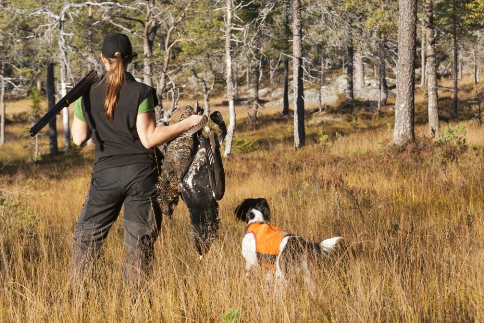 Denne situasjonen er det nok mange skogsfugljegere som ser fram til nå … Denne situasjonen er det nok mange skogsfugljegere som ser fram til nå …