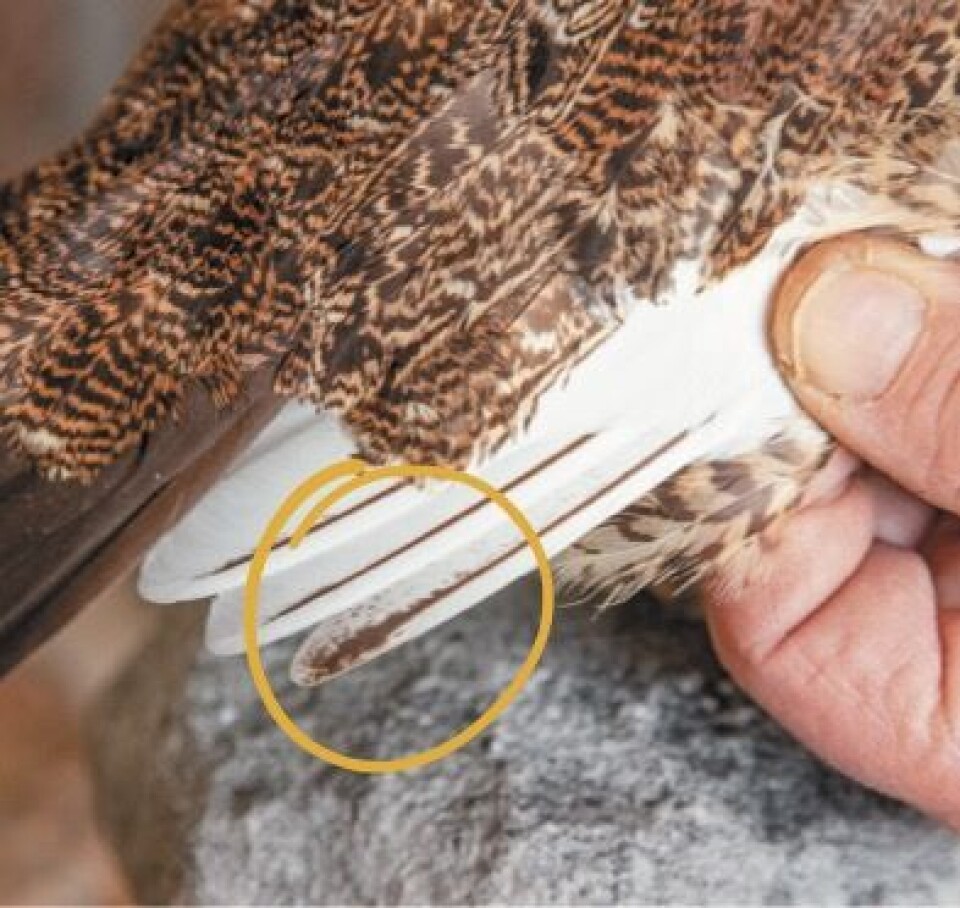 3) Ungfugl av begge arter har pigmentflekker på nest ytterste håndsvingfjær. 3) Ungfugl av begge arter har pigmentflekker på nest ytterste håndsvingfjær.