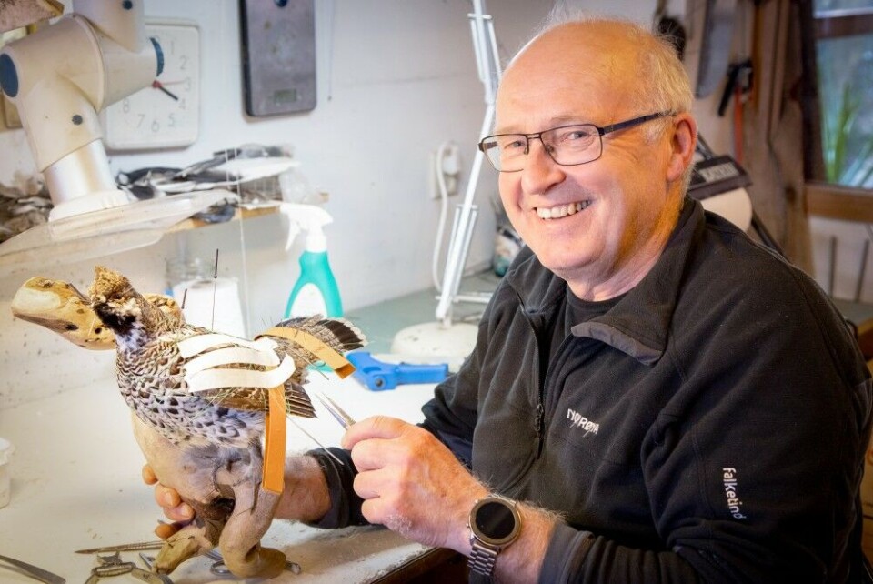 Biolog og taksidermist Reidar Nicander Nilsen fra Stavern har hatt noen tusen vilt mellom hendene, og har bl.a stålkontroll på fjær. Her med ei selvskutt jerpe. Biolog og taksidermist Reidar Nicander Nilsen fra Stavern har hatt noen tusen vilt mellom hendene, og har bl.a stålkontroll på fjær. Her med ei selvskutt jerpe.