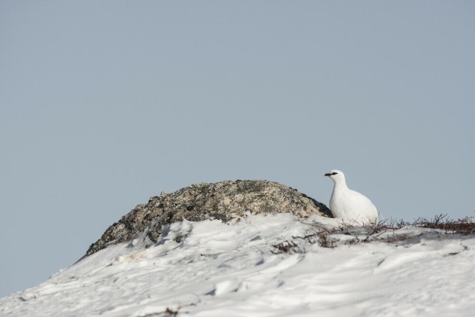 Det sitter beitende og kurrende fjellryper overalt langs fjellsiden. På avblåste rabber finner de beite, samtidig som de har full oversikt over dalen nedenfor. Det sitter beitende og kurrende fjellryper overalt langs fjellsiden. På avblåste rabber finner de beite, samtidig som de har full oversikt over dalen nedenfor.