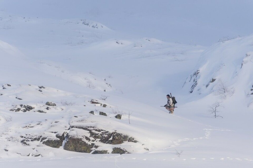 Oppe mot toppene og sola er i ferd med å bryte gjennom. Skarvejakt er stemningsjakt. Oppe mot toppene og sola er i ferd med å bryte gjennom. Skarvejakt er stemningsjakt.