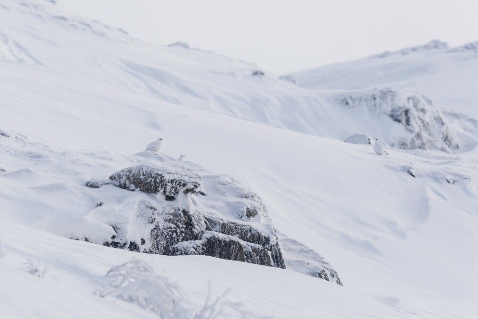 Her ligger det til rette for «plukkfangst» av fjellryper. Her ligger det til rette for «plukkfangst» av fjellryper.