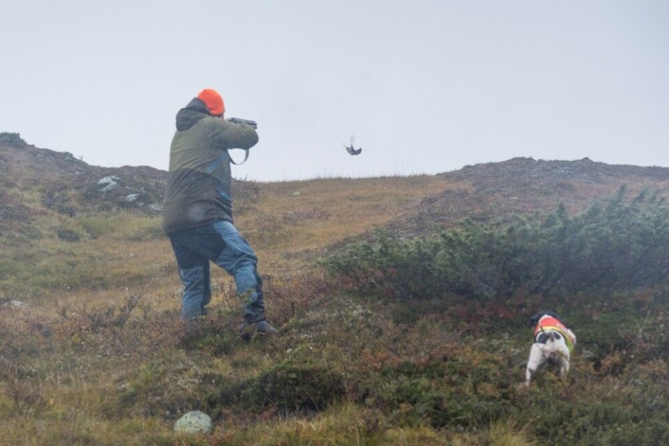 Vinteren er i anmarsj og jakta blir langt mer krevende enn tidligere på høsten. Til gjengjeld kan du oppleve å ha rype- fjellet nærmest for deg selv. Vinteren er i anmarsj og jakta blir langt mer krevende enn tidligere på høsten. Til gjengjeld kan du oppleve å ha rype- fjellet nærmest for deg selv.