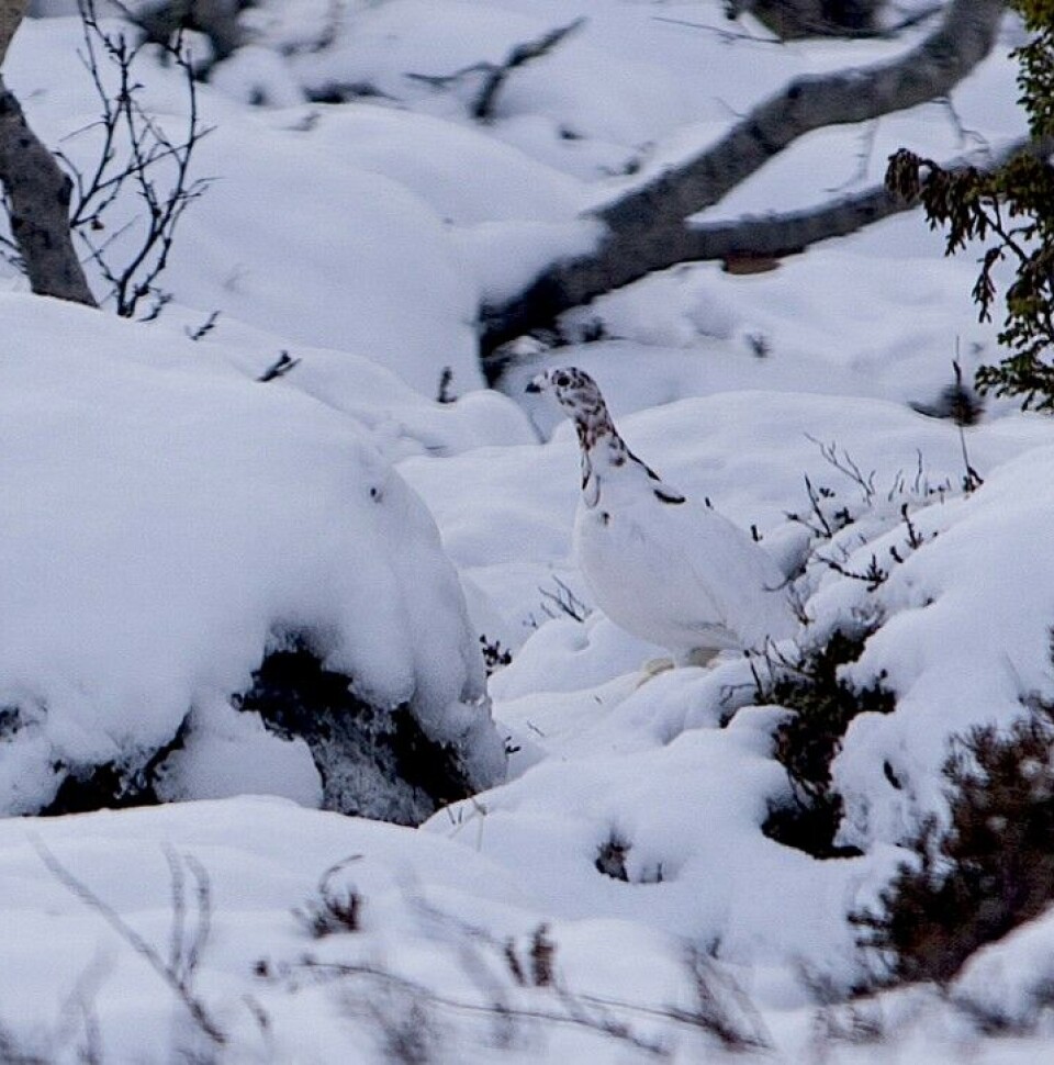 Gode tips til rypejakt