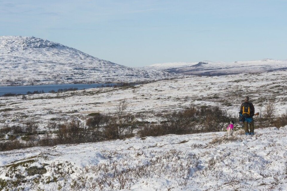 Den vide Sødalen er klassisk lirypeland. Den vide Sødalen er klassisk lirypeland.