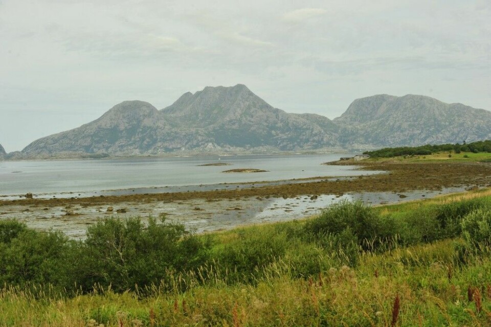 Helgelandskysten er ett av tyngdepunktene for grågåsjakta i Nordland.