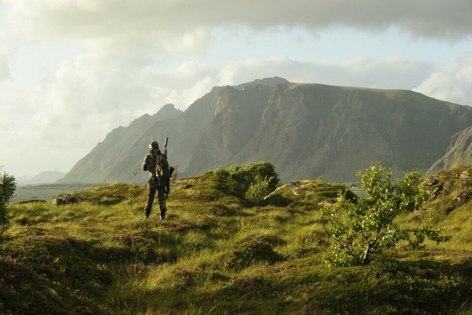 Gåsejegerne i Vesterålen jakter i fantastiske omgivelser. Gåsejegerne i Vesterålen jakter i fantastiske omgivelser.