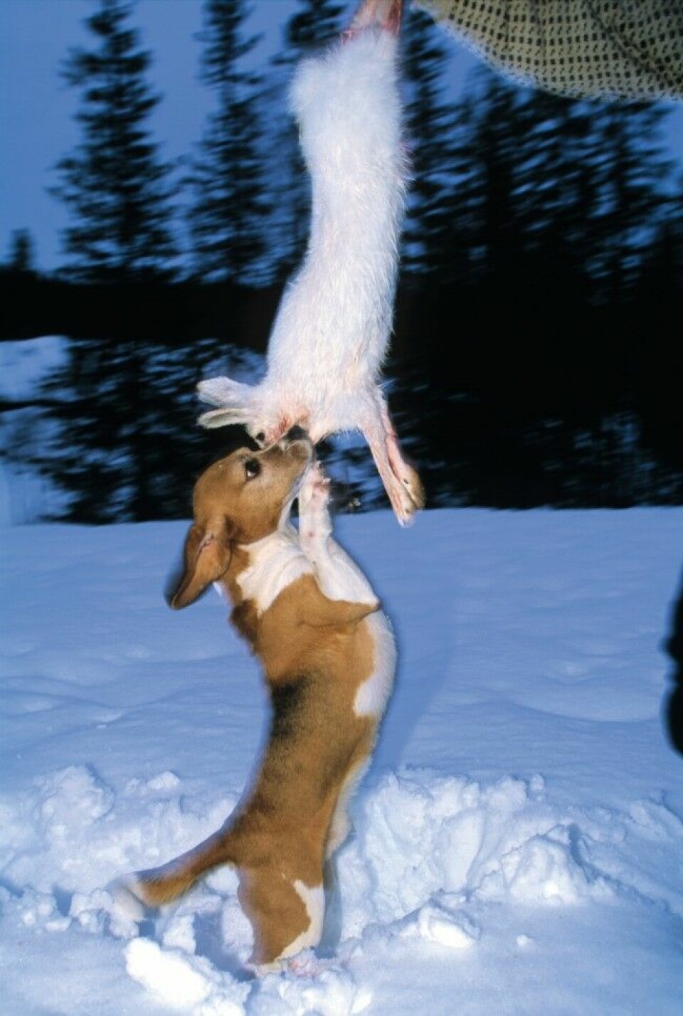 De første beaglene som ble importert fra England på 1950-tallet, var preget av sin fortid som flokkjagere. Målrettet avlsarbeid har gjort beagler av skandinavisk «jaktstamme» til utmerkede allroundhunder, dog med en generell forkjærlighet for hare.