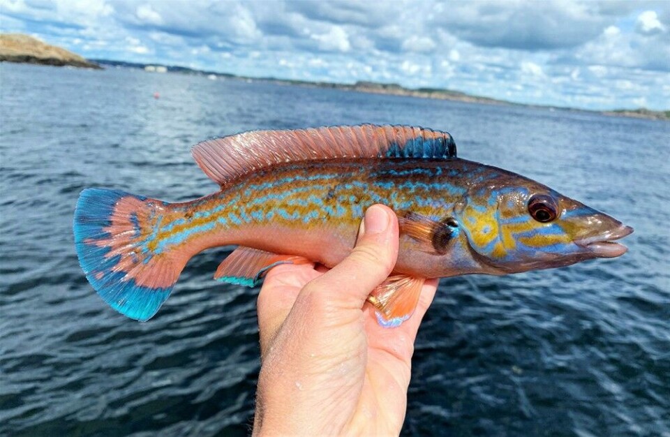 Blåstål, en av seks gyltearter du kan få på kroken i Oslofjorden. Blåstål, en av seks gyltearter du kan få på kroken i Oslofjorden.