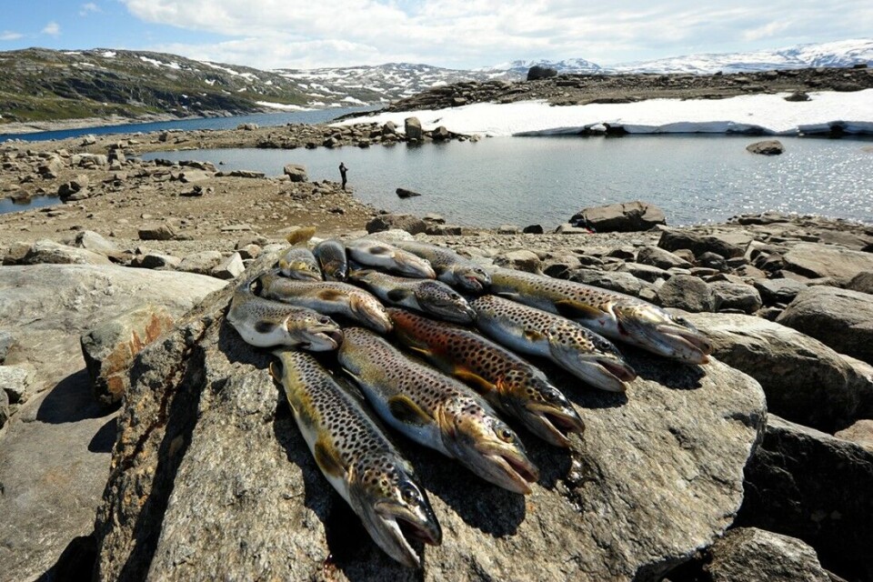 Bortsett fra at noen vil få ødelagt fiskesesongen, vil ikke lavt vannivå i magasinene være dramatisk for fiskebestandene på kort sikt, ifølge fiskeforsker Børre Kind Dervo. Bortsett fra at noen vil få ødelagt fiskesesongen, vil ikke lavt vannivå i magasinene være dramatisk for fiskebestandene på kort sikt, ifølge fiskeforsker Børre Kind Dervo.