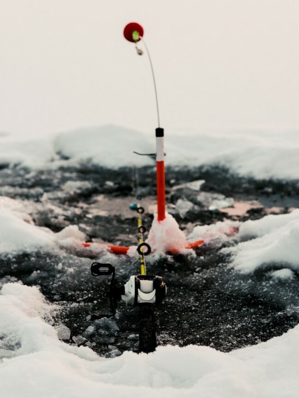 En variant av nappvarsling, angeldonet, i spenn i påvente av at en fiskskal løse den ut.