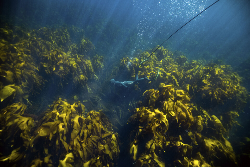De første meterne under vann er den plassen på jord med mest liv. Store tareskoger er som et Amazonas under vann. De første meterne under vann er den plassen på jord med mest liv. Store tareskoger er som et Amazonas under vann.