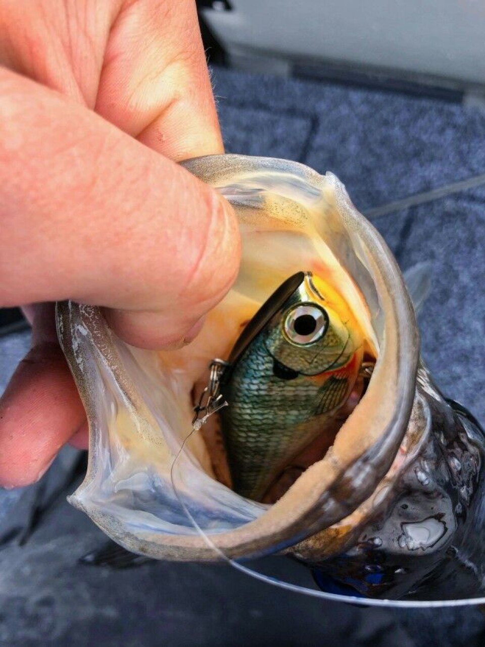 Sluker som dette lager mye leven og beveger seg heftig under vann. De angripes ofte hardt og brutalt. Her har en storabbor slukt en Rapala Rippin Rap, en såkalt Lippless Crankbait-variant. Sluker som dette lager mye leven og beveger seg heftig under vann. De angripes ofte hardt og brutalt. Her har en storabbor slukt en Rapala Rippin Rap, en såkalt Lippless Crankbait-variant.