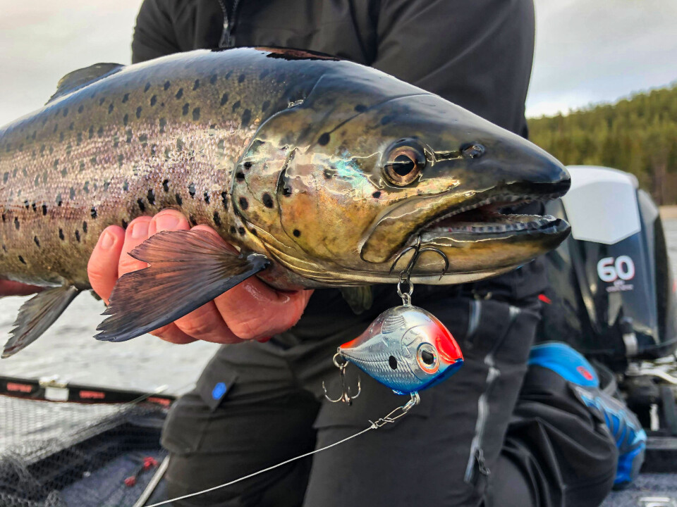 Det er ikke sjeldent at man hører om eventyrlig ørretfiske på Storsjøen. Vibrasjonsslukene kan være nøkkelen til suksess når fisken står dypt. Her en storørret som tok en Lipless Crankbait fra Rapala. Det er ikke sjeldent at man hører om eventyrlig ørretfiske på Storsjøen. Vibrasjonsslukene kan være nøkkelen til suksess når fisken står dypt. Her en storørret som tok en Lipless Crankbait fra Rapala.
