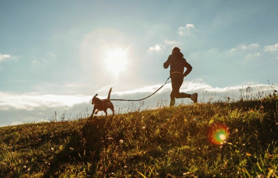 Løping med hunden i strikk er ofte litt mindre intensivt enn snøresykling – i hvert fall for hunden.