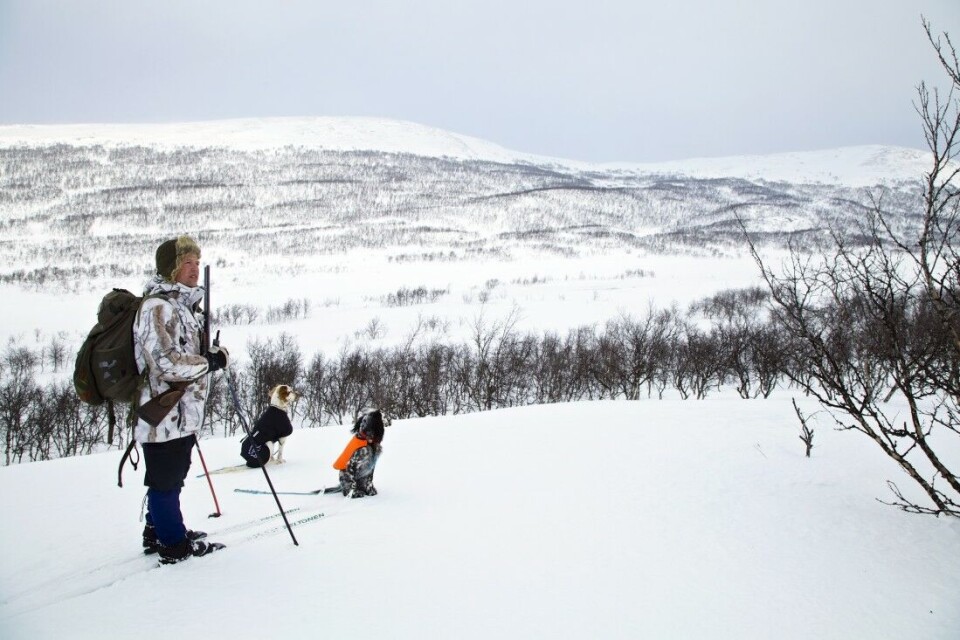 Vintertrening i februar og mars kan gi godt utbytte. Vi ble med tidligere jaktkonsulent i NJFF, Bertil Nyheim til fjells. I dag driver han med jakthunder på heltid. Vintertrening i februar og mars kan gi godt utbytte. Vi ble med tidligere jaktkonsulent i NJFF, Bertil Nyheim til fjells. I dag driver han med jakthunder på heltid.