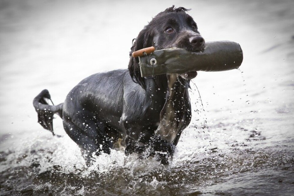 Forsterkningen består i at hunden får hente apportobjektet. Forsterkningen består i at hunden får hente apportobjektet.