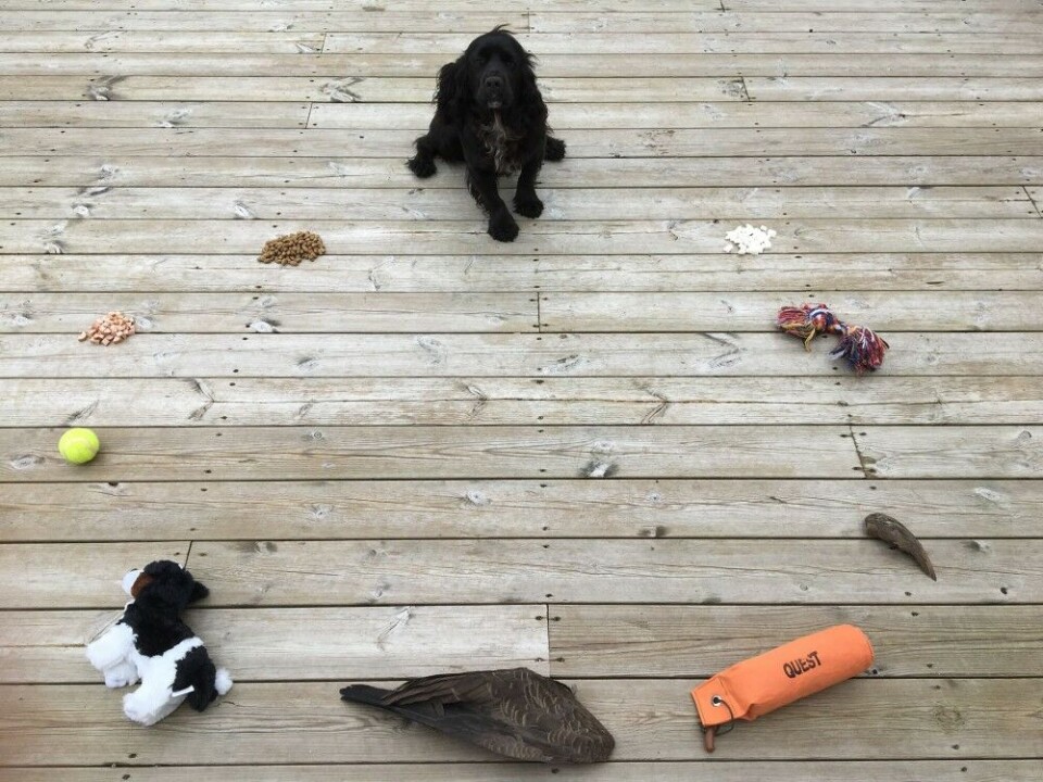 Hvis du vil se hvilken forsterkning hunden foretrekker, kan du legge ut et utvalg på gulvet og se hva hunden velger først. Hvis du vil se hvilken forsterkning hunden foretrekker, kan du legge ut et utvalg på gulvet og se hva hunden velger først.