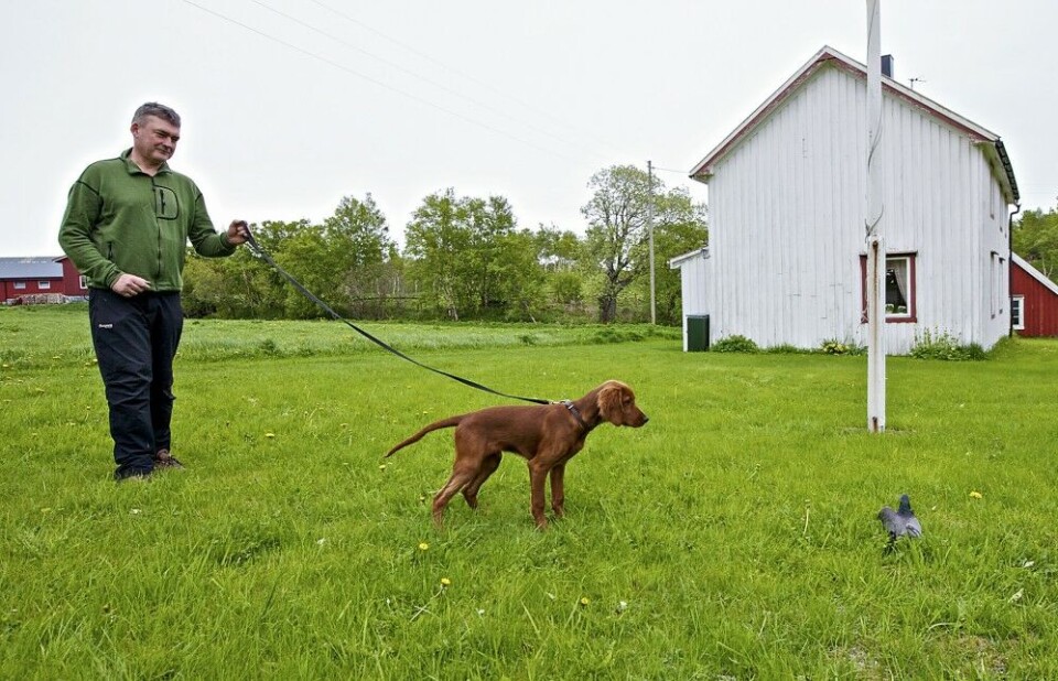 Før du investerer i trening på tamfugl, lønner det seg å sjekke at hunden har «våknet» og viser interesse for fugl. Her ser det ut til å være på plass. Før du investerer i trening på tamfugl, lønner det seg å sjekke at hunden har «våknet» og viser interesse for fugl. Her ser det ut til å være på plass.