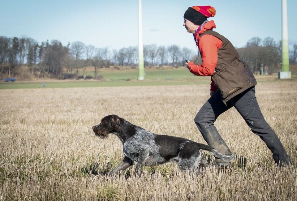 Når du ber hunden reise, kan du støtte den ved å følge på ved siden. Her vist av en erfaren ekvipasje. Når du ber hunden reise, kan du støtte den ved å følge på ved siden. Her vist av en erfaren ekvipasje.