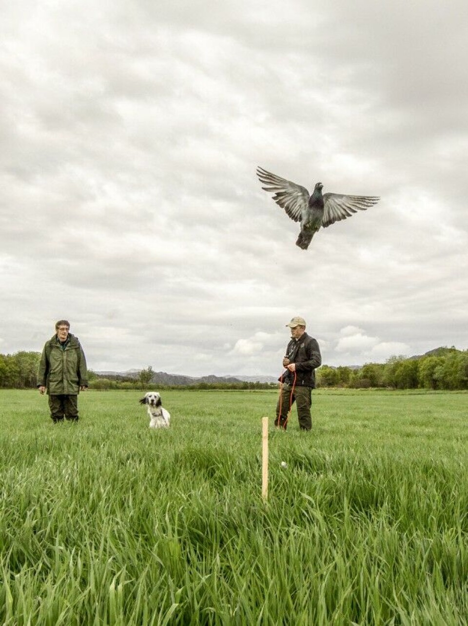 I perioden fra 10–17 måneder går dere igjen inn i en periode der hunden normalt er veldig mottakelig for læring. Dette bør utnyttes til fulle. Målrettet jakthundtrening bør nå være en naturlig del av hverdagen. I perioden fra 10–17 måneder går dere igjen inn i en periode der hunden normalt er veldig mottakelig for læring. Dette bør utnyttes til fulle. Målrettet jakthundtrening bør nå være en naturlig del av hverdagen.