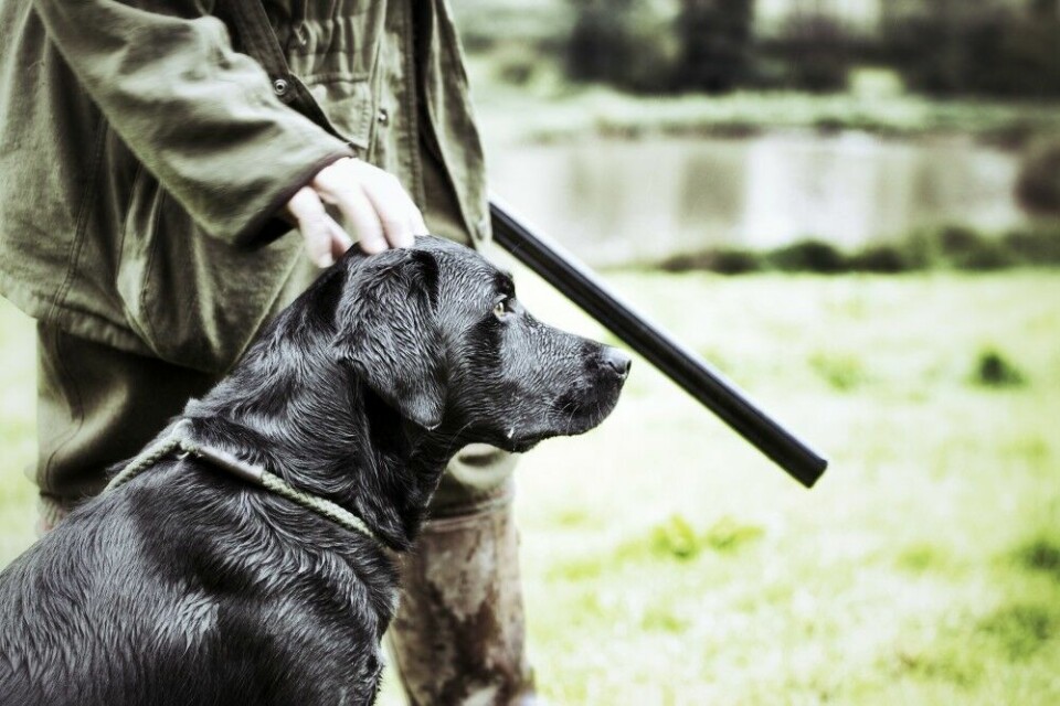 En berørt hund har bedre forutsetninger for å takle skudd og skjøtte sine oppgaver hvis den er veldressert.