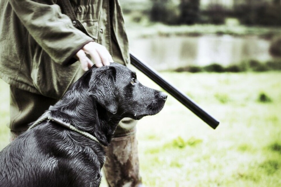 En berørt hund har bedre forutsetninger for å takle skudd og skjøtte sine oppgaver hvis den er veldressert. En berørt hund har bedre forutsetninger for å takle skudd og skjøtte sine oppgaver hvis den er veldressert.