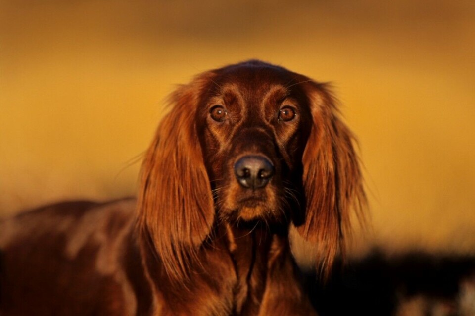 En lydfølsom hund som utvikler redsel for skudd, vil være lite egnet på jakt. En lydfølsom hund som utvikler redsel for skudd, vil være lite egnet på jakt.