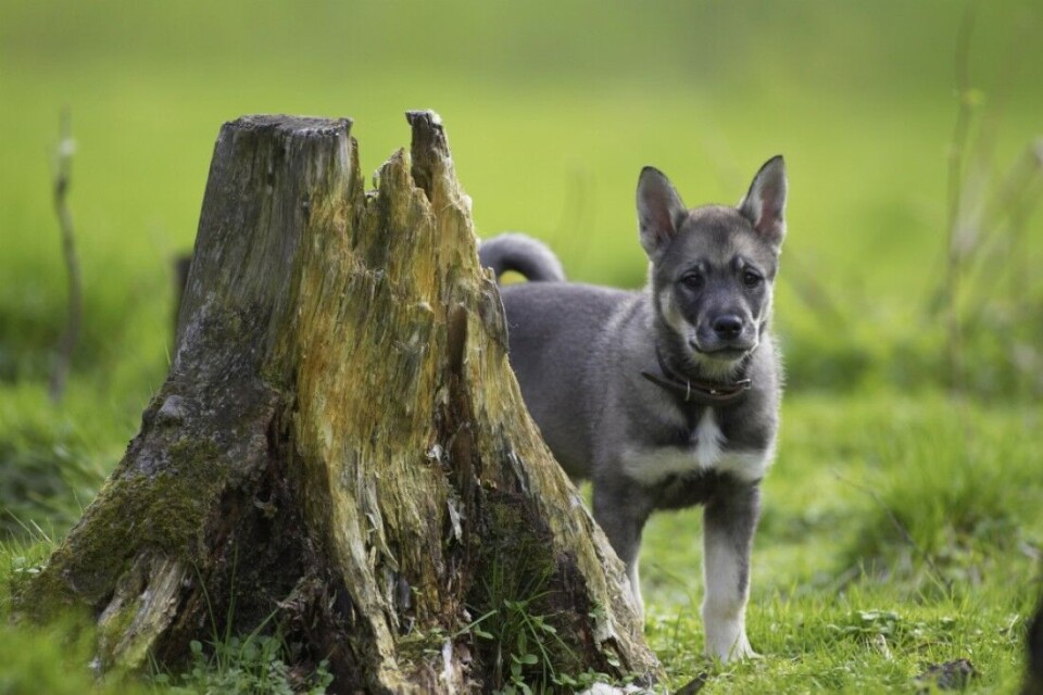 Det er frustrerende med en hund som ikke kommer når du roper. I likhet med de fleste andre dressurmomenter, bør innlæring og trening på innkalling starte tidlig. Det er frustrerende med en hund som ikke kommer når du roper. I likhet med de fleste andre dressurmomenter, bør innlæring og trening på innkalling starte tidlig.