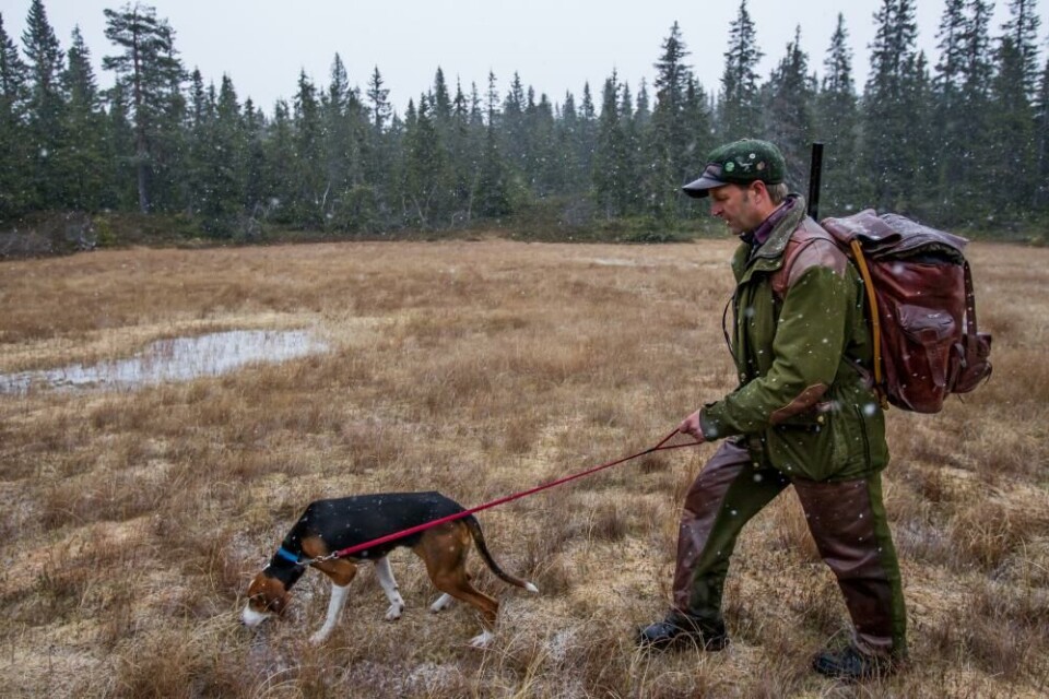 Mange opplever at hunder som ellers går pent i bånd, mister konsentrasjonen og begynner å dra så fort man går utenfor stier og veier. Jevnlig trening på lineføring i terrenget er derfor å Mange opplever at hunder som ellers går pent i bånd, mister konsentrasjonen og begynner å dra så fort man går utenfor stier og veier. Jevnlig trening på lineføring i terrenget er derfor å