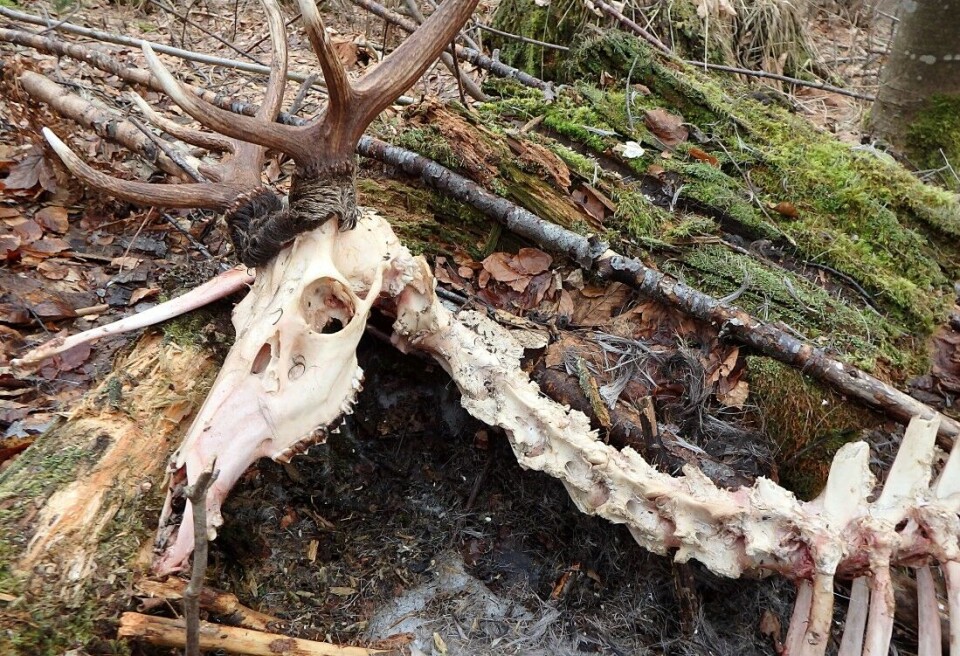 Naturen rydder opp, også etter selvdød hjort. Torstein Storås er oppgitt over Fylkesmannens manglende forståelse for biologiske prosesser. Naturen rydder opp, også etter selvdød hjort. Torstein Storås er oppgitt over Fylkesmannens manglende forståelse for biologiske prosesser.