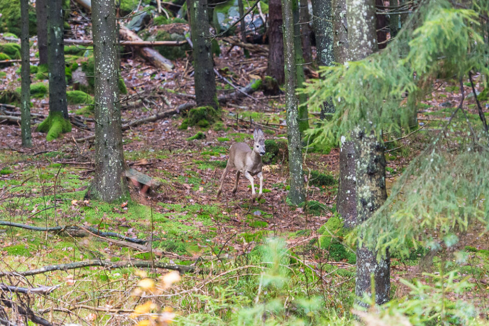 Bukkekje i farta – som blir plystret på – og går rett i bakken. Bukkekje i farta – som blir plystret på – og går rett i bakken.