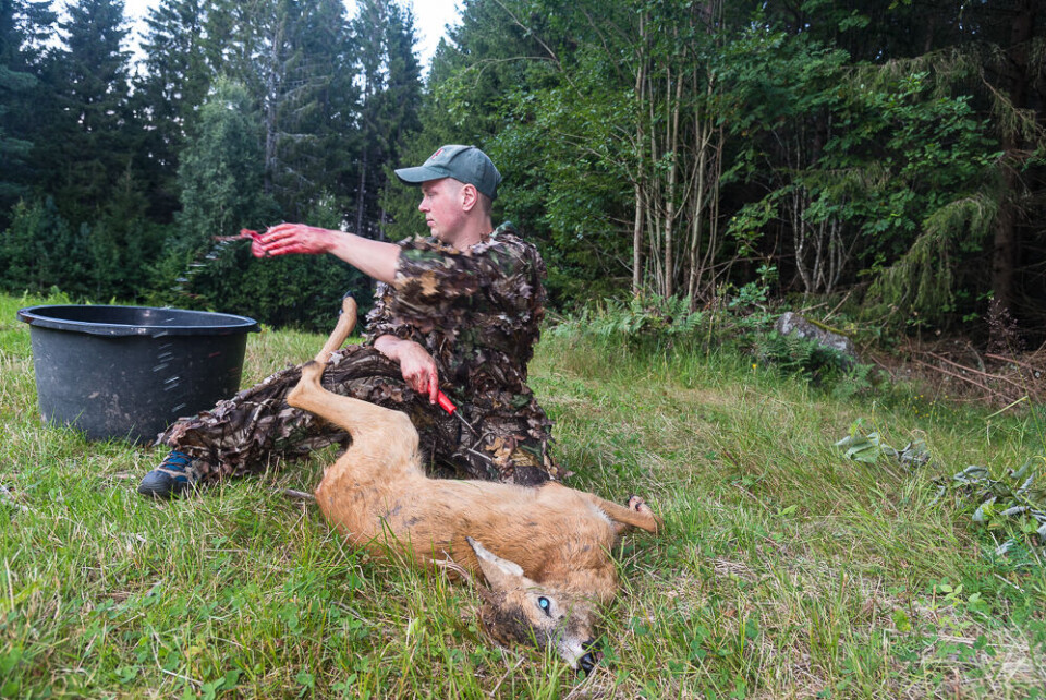 Etter jakta skal det ikke ligge slakteavfall i skogen. Magnus Seland har sikret seg en ungbukk. Innvollene havner i balja, og brukes seinere som reveåte. Etter jakta skal det ikke ligge slakteavfall i skogen. Magnus Seland har sikret seg en ungbukk. Innvollene havner i balja, og brukes seinere som reveåte.