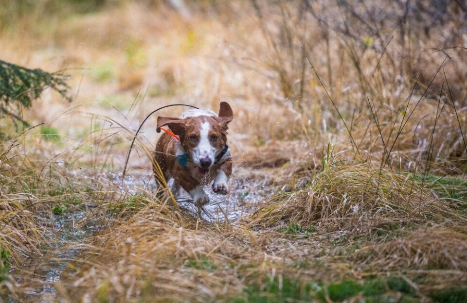 Tidligere førte hyppig jakt med hund til at rådyra dro rett ut av terrenget. Her drever Sandra i fint driv. Tidligere førte hyppig jakt med hund til at rådyra dro rett ut av terrenget. Her drever Sandra i fint driv.