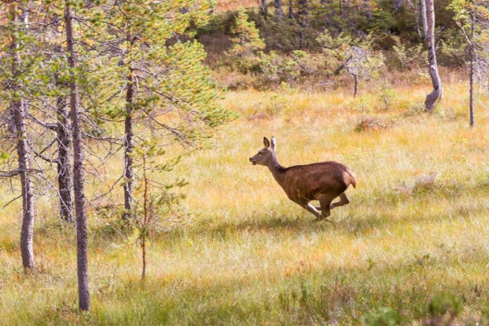 Kolle i farta! En rekordstor hjortebestand har resultert i at jakta jevnt over har blitt billigere det siste tiåret.