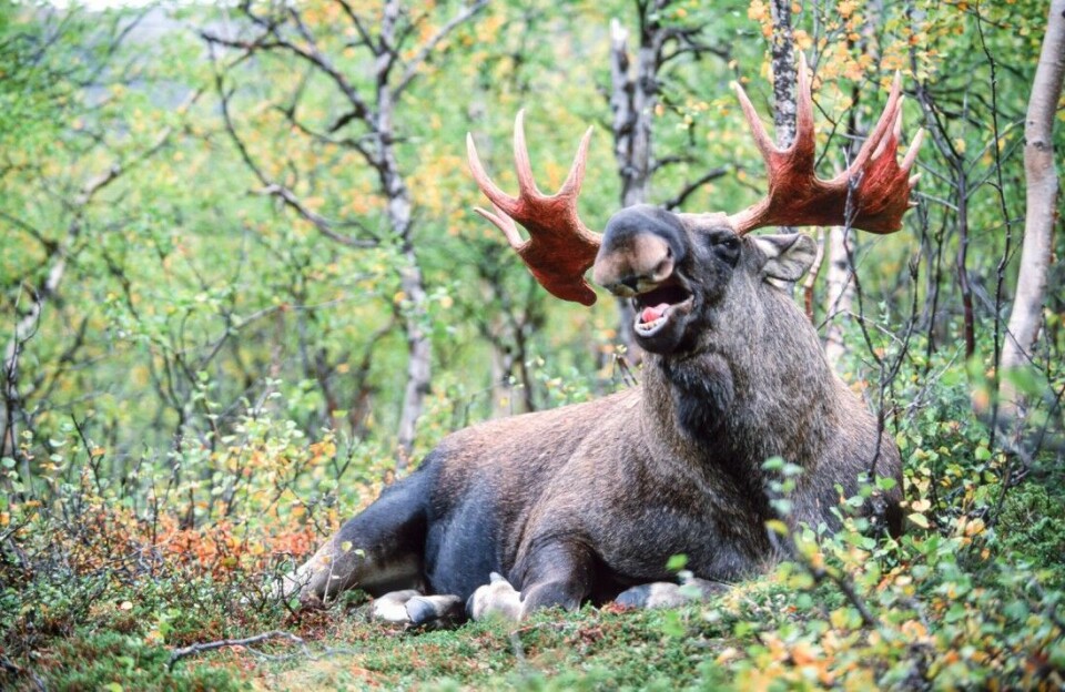 I 2010 var prisen 74 kroner per kilo for elgokse på Statskog- terreng i Nordland. Ti år seinere var prisen steget til 80 kroner kiloen. Målt mot konsumprisindeksen og lønnsveksten, har jakta blitt billigere i løpet av de siste ti årene.