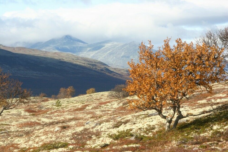 Rondane. Villreinen i Rondane har gode vinterbeiter på de utstrakte lavmattene. Dyra her har de mest opprinnelige genene, og er derfor kanskje en god kilde for gjenutsetting i Nordfjella?