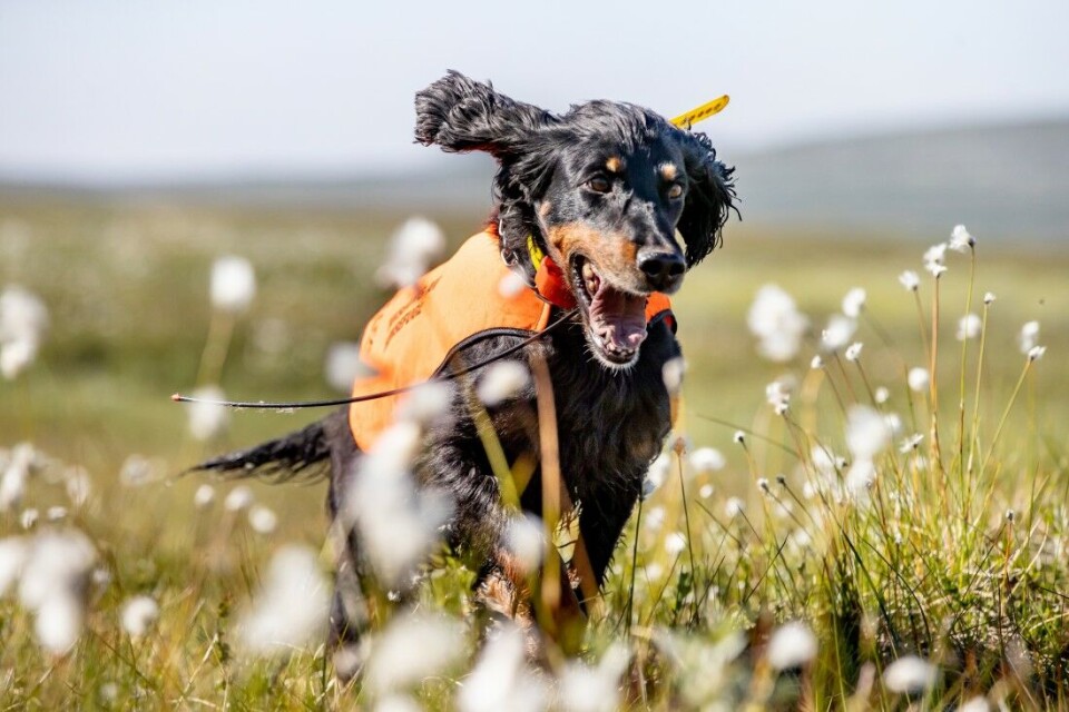 Vi er ute på rypetaksering i Setesdal Austhei. Her er gordonsetter Langskifjellets Pippa til Morten Aasbø i farta. Vi er ute på rypetaksering i Setesdal Austhei. Her er gordonsetter Langskifjellets Pippa til Morten Aasbø i farta.