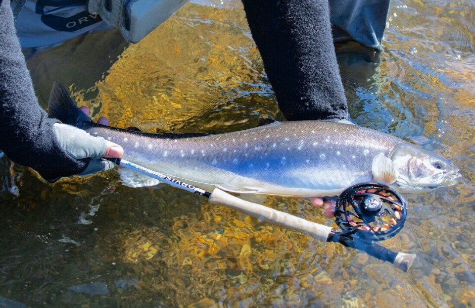 Grønlandske sjørøyer fra 2–4 kilo ga ypperlige sjanser til å teste hva Orvis nye toppmodell var god for. Den skuffet aldri, selv om jeg aldri blir helt vant til det enorme logofeltet. Grønlandske sjørøyer fra 2–4 kilo ga ypperlige sjanser til å teste hva Orvis nye toppmodell var god for. Den skuffet aldri, selv om jeg aldri blir helt vant til det enorme logofeltet.