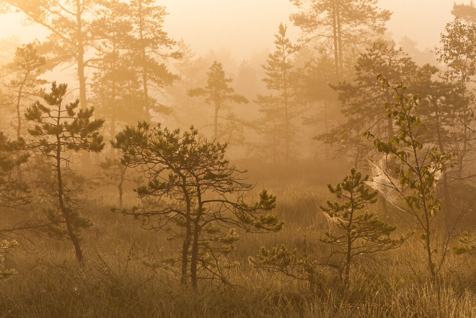 Morgendugg i vegetasjonen gjør forholdene litt enklere når du skal forflytte deg lydløst i terrenget. akt. Morgendugg i vegetasjonen gjør forholdene litt enklere når du skal forflytte deg lydløst i terrenget. akt.