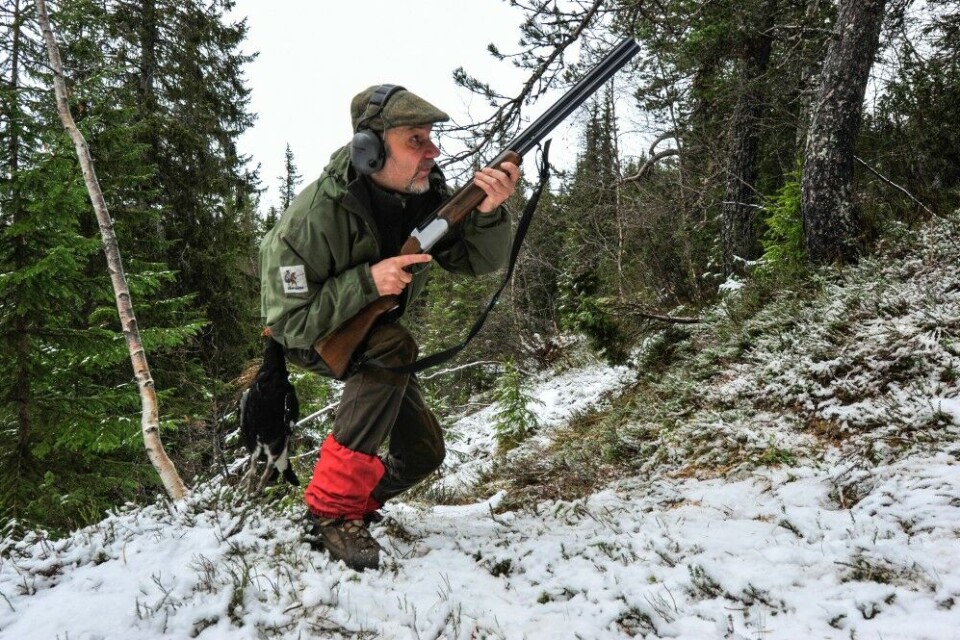 Skogsfugljakta er utfordrende og konsetrasjonen må våre på topp. Du får ingen forvarsel, og fuglen kan komme far alle retninger. Kjappe og vanskelige skudd. ikke å undrer over at de langt fleste turene avsluttes uten fugl. Skogsfugljakta er utfordrende og konsetrasjonen må våre på topp. Du får ingen forvarsel, og fuglen kan komme far alle retninger. Kjappe og vanskelige skudd. ikke å undrer over at de langt fleste turene avsluttes uten fugl.
