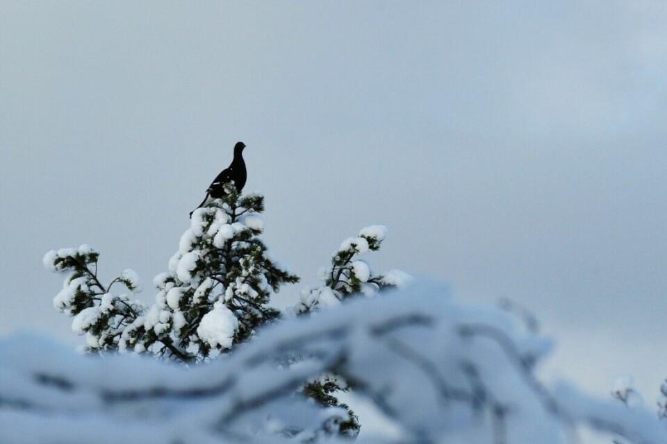 Seinhøstes sitter fuglen ofte på topp eller i veden, ikke minst når den første snøen har kledd landskapet hvitt. Seinhøstes sitter fuglen ofte på topp eller i veden, ikke minst når den første snøen har kledd landskapet hvitt.