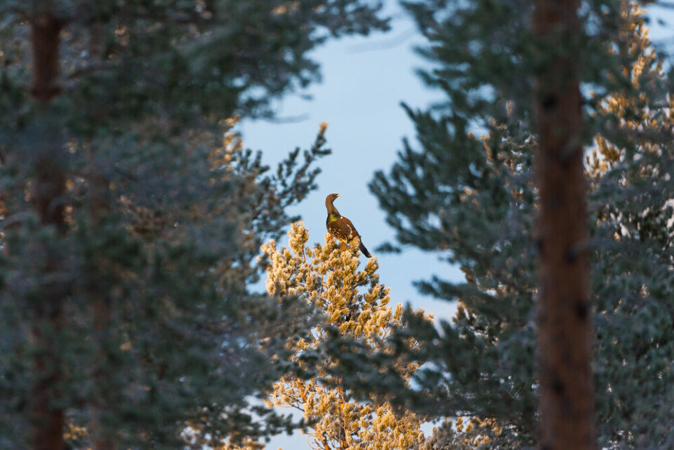 På skuddhold … På skuddhold …