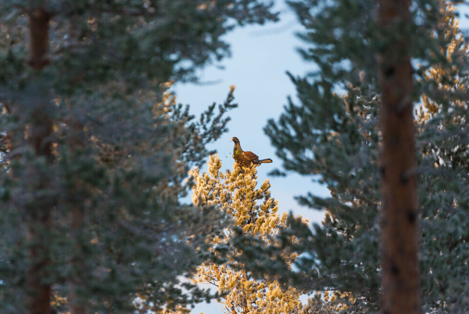 Kula sitter der den skal … Kula sitter der den skal …