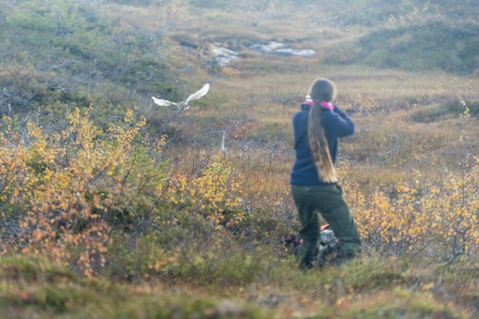 Sannhetens øyeblikk, hvite vinger over vieren. Sannhetens øyeblikk, hvite vinger over vieren.