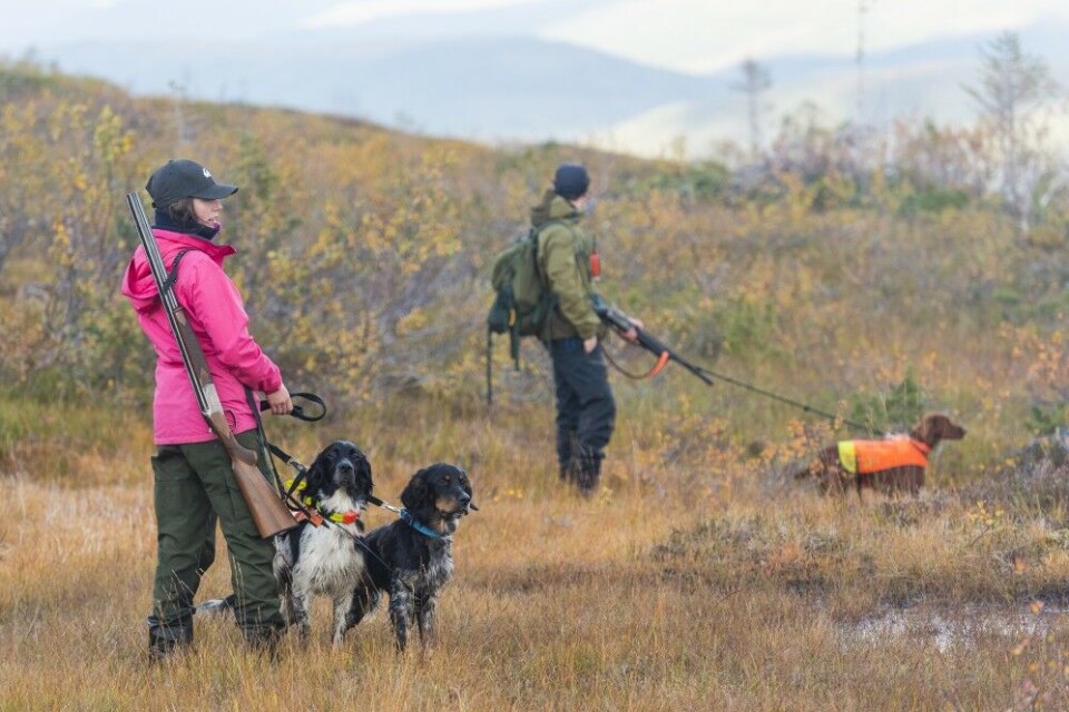 Hvor sitter de i dag? Å finne den rette «høyden» hvor rypene for øyeblikket oppholder seg, er en av utfordringene i rypejakta. Hvor sitter de i dag? Å finne den rette «høyden» hvor rypene for øyeblikket oppholder seg, er en av utfordringene i rypejakta.