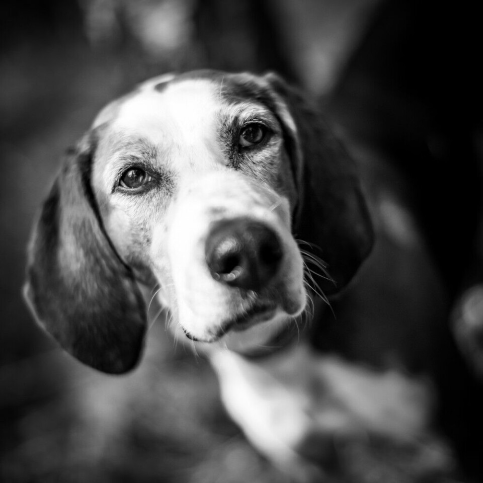 Finsk støver Kira (7) er en reindyrket rovdyrhund, og har virkelig nese for rev og gaupe. Hadde det vært tillatt med løs på drevet halsende hund under lisensjakt på ulv, tror Martines pappa Jens Lundberg at hun kunne ha gjort en god jobb der også. Finsk støver Kira (7) er en reindyrket rovdyrhund, og har virkelig nese for rev og gaupe. Hadde det vært tillatt med løs på drevet halsende hund under lisensjakt på ulv, tror Martines pappa Jens Lundberg at hun kunne ha gjort en god jobb der også.